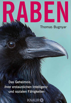 Raben: Das Geheimnis ihrer erstaunlichen Intelligenz und sozialen Fähigkeiten