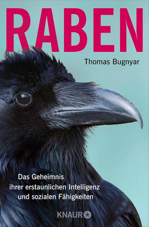 Raben: Das Geheimnis ihrer erstaunlichen Intelligenz und sozialen Fähigkeiten