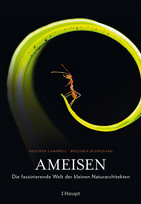 Ameisen